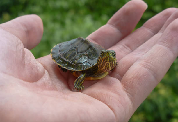 Small Turtle On A Hand Looking At Camera And With Leaves On The Background