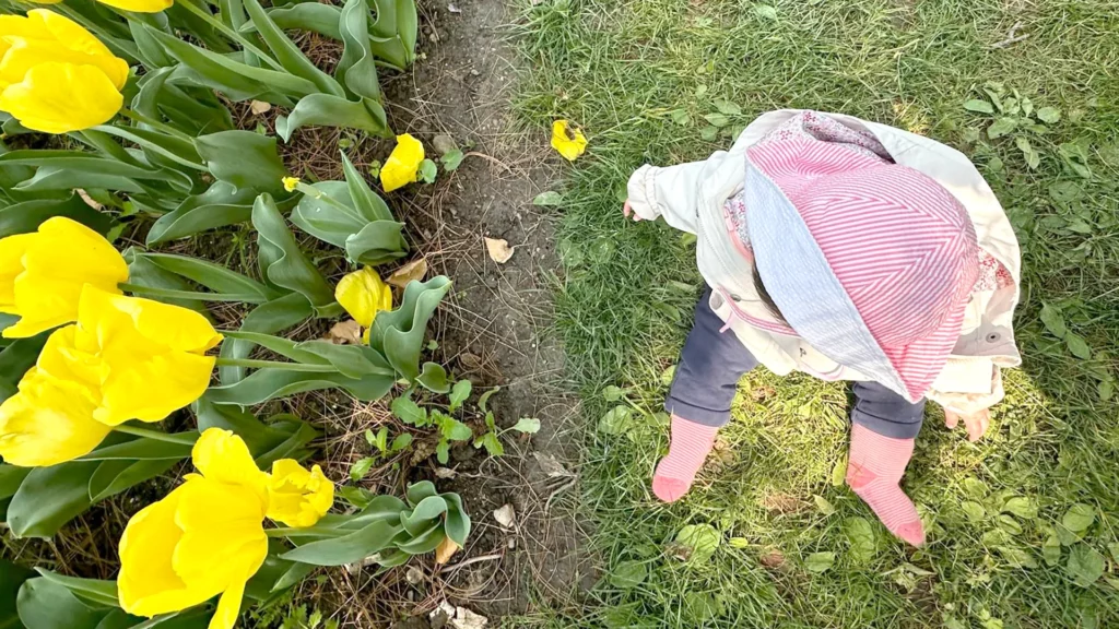 Un bébé observant les tulipes colorées près du lac à Morges.