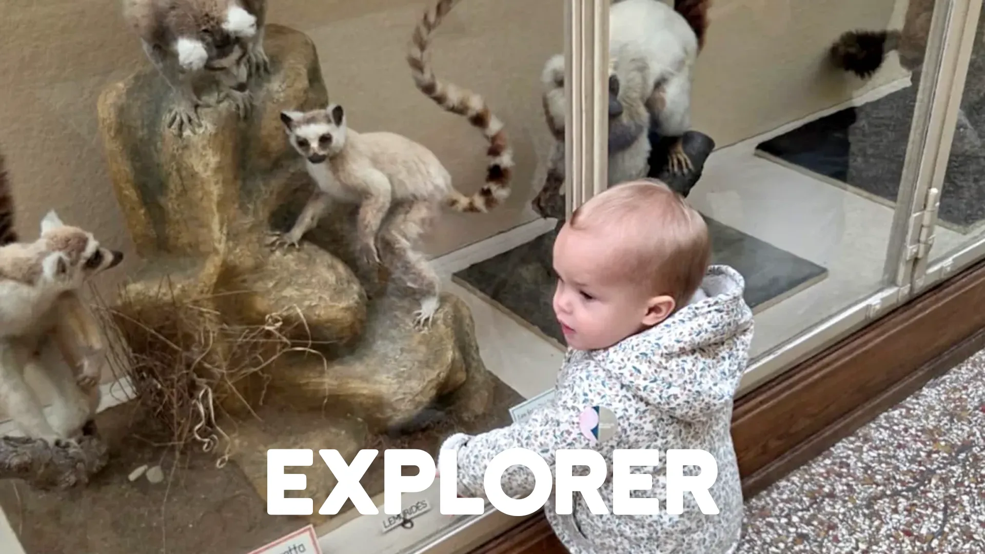 Microcosme Palas Rumine Observation Animaux 00 B