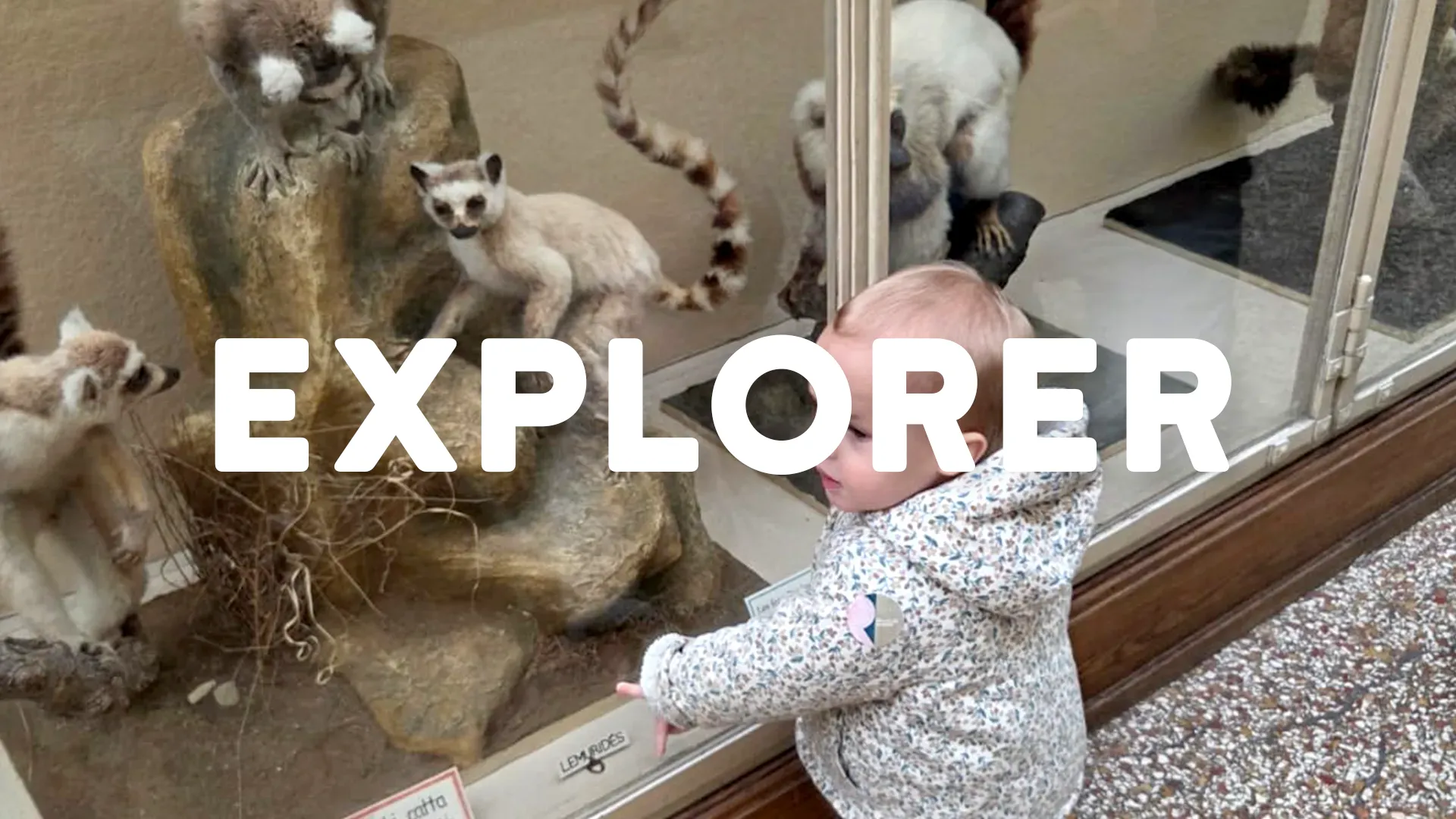 Microcosme Palas Rumine Observation Animaux 00 Explorer