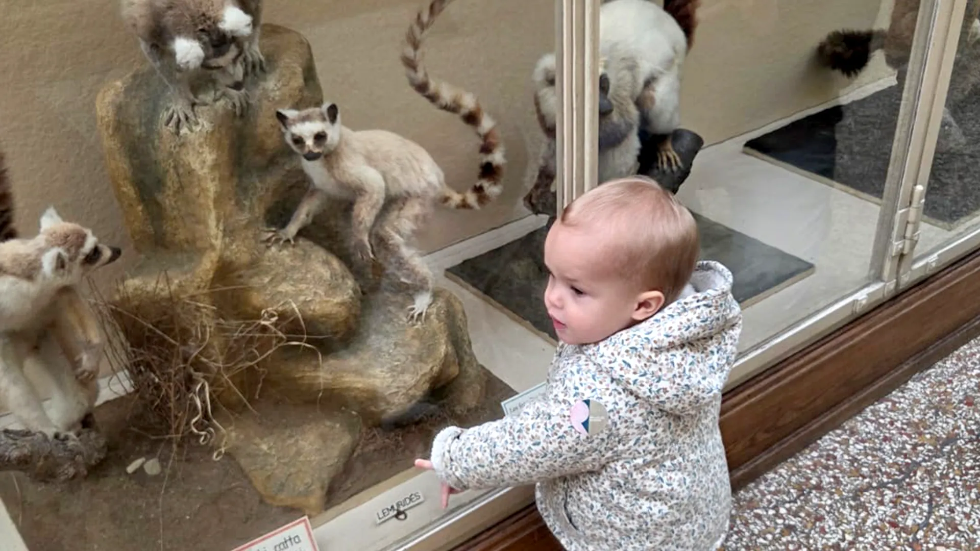 Microcosme Palas Rumine Observation Animaux 00