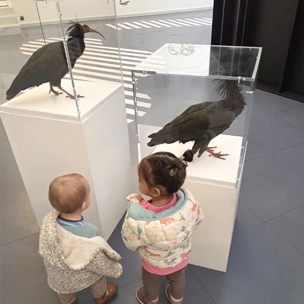 Microcosme Palas Rumine Observation Animaux 01