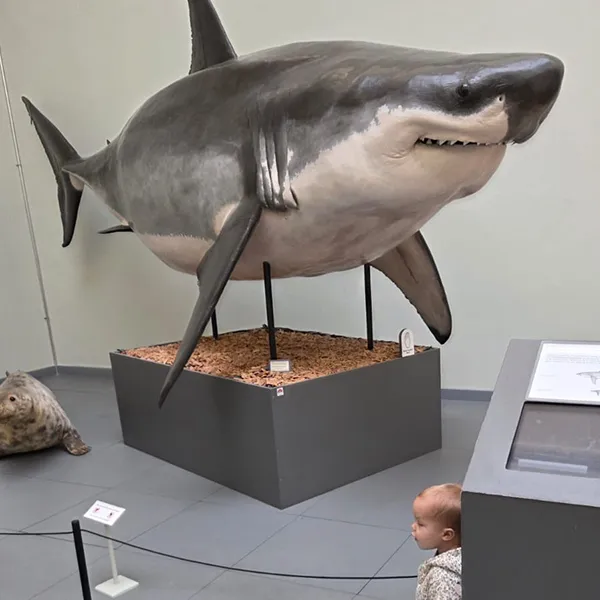 Microcosme Palas Rumine Observation Animaux 04