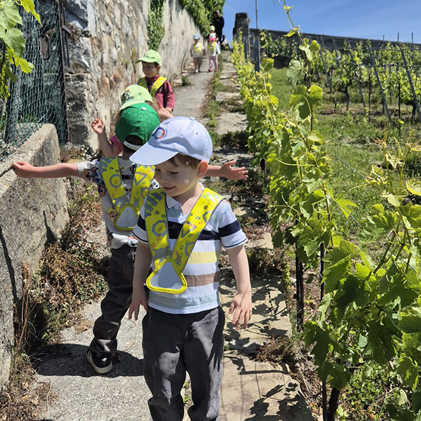 Microcosme Balade Vignes Lavaux Cully 02