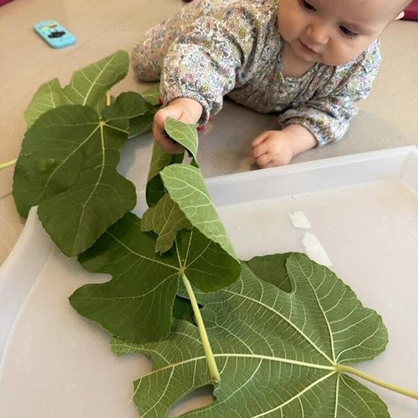 Le Microcosme Comparer Feuilles Lausanne Maladiere