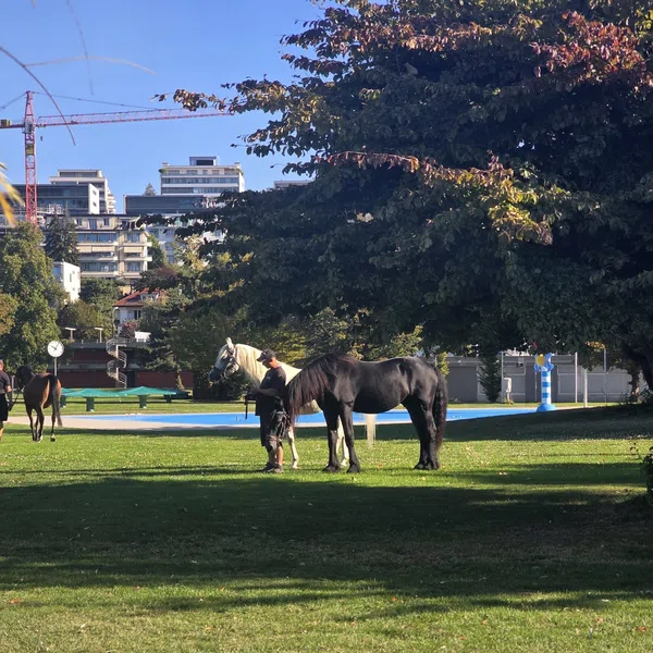 Le Microcosme Chevaux Eveil Lausanne Maladiere 02