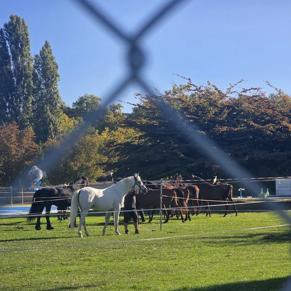 Le Microcosme Chevaux Eveil Lausanne Maladiere 03