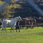 Le Microcosme Chevaux Eveil Lausanne Maladiere Couverture 16x9