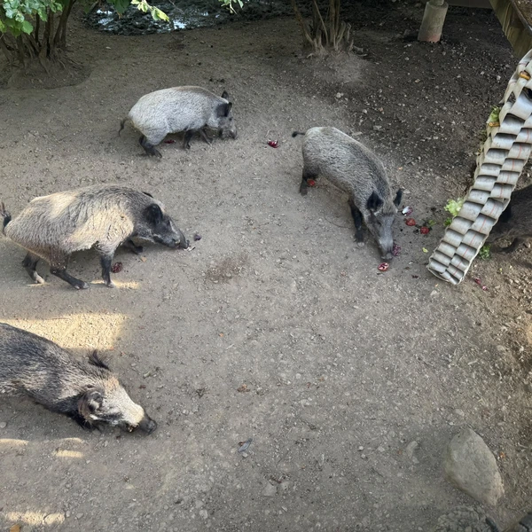 Le Microcosme Zoo Garenne Grands Lausanne La Maladiere 09